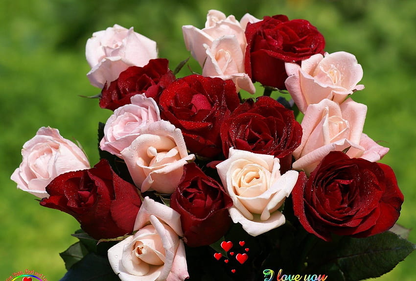 Flowers Red Rose Sweetheart Pink Love Beautiful Special Bouquet HD wallpaper