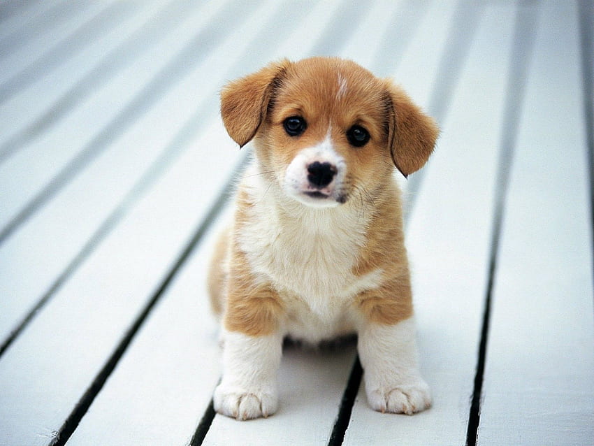 귀여운 강아지, 작은 귀여운 강아지 HD 월페이퍼