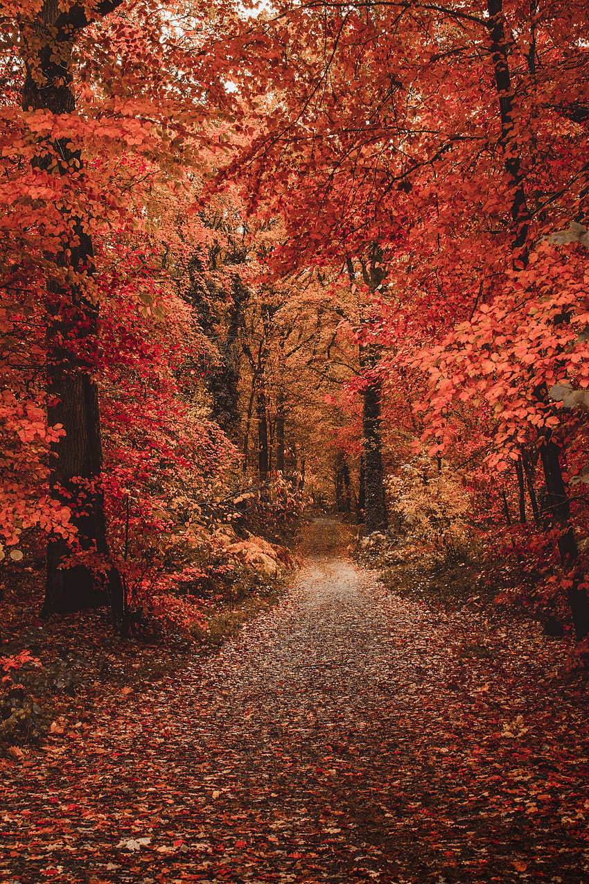 nature, arbres, automne, forêt, chemin, feuillage, couleurs automne, peintures automne Fond d'écran de téléphone HD