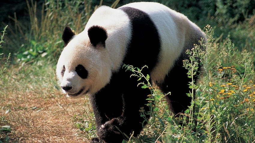 Panda Rent Too High US Zoos Say National Geographic HD wallpaper