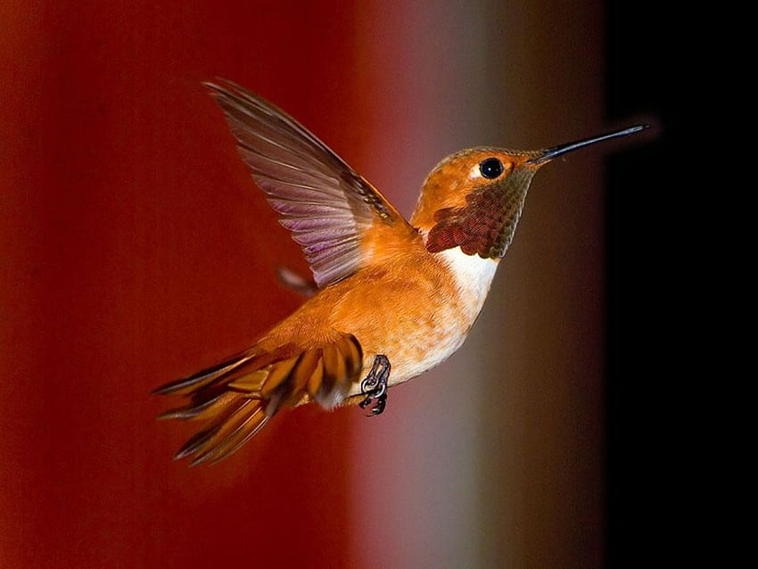 Hummingbird, animal, bird HD wallpaper