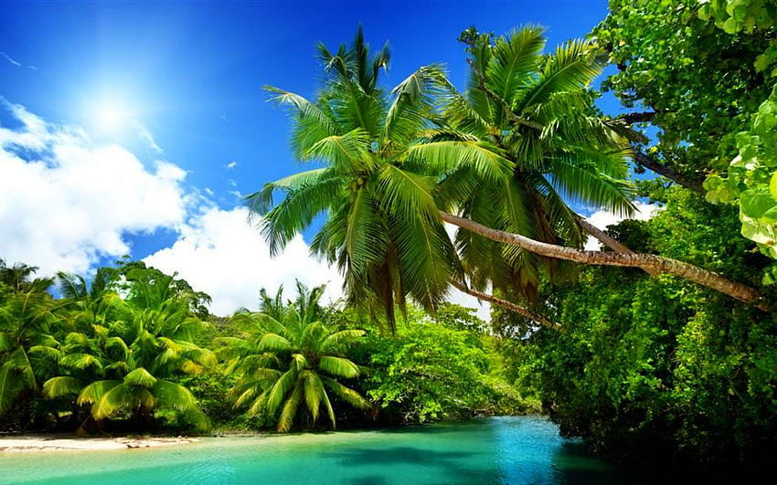 Beaches: Island Tree Nature Water Tropical Beach Best HD wallpaper