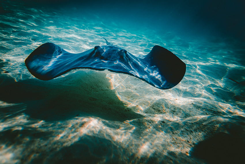 / underwater shot of stringway with sunlight casting shadow on sandy ocean floor, stingray HD wallpaper