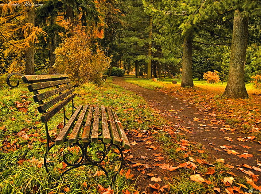 Siéntate y disfruta de la tarde de otoño, banco, hojas, otoño, naturaleza, tarde, parque, disfruta fondo de pantalla