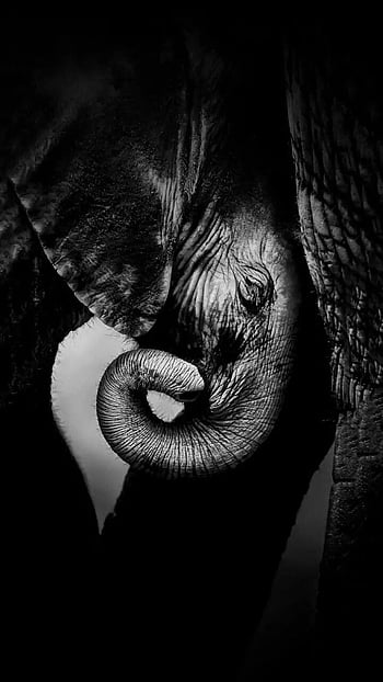 elephant wallpaper desktop black and white