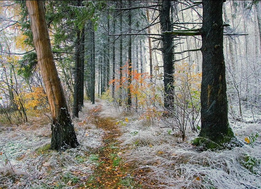 ป่าสี ต้นไม้ ป่าไม้ ธรรมชาติ สี วอลล์เปเปอร์ HD