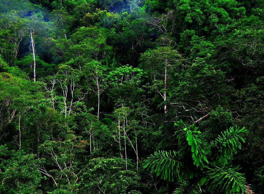 정글 나무 열대 우림 고화질 HD 월페이퍼