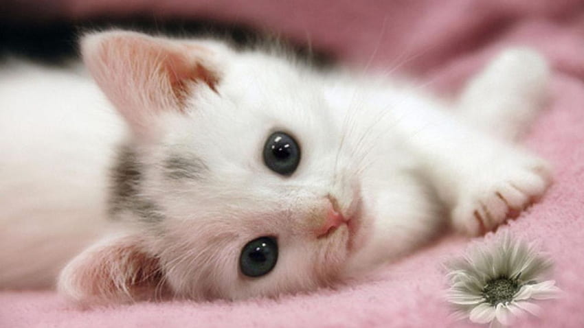 ピンクのかわいい赤ちゃん白猫、生まれたばかりの子猫 高画質の壁紙