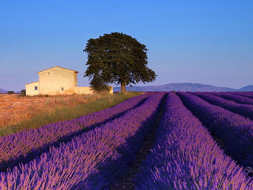 Provence France Landscape - Aix En Provence Lavender - & Background HD wallpaper