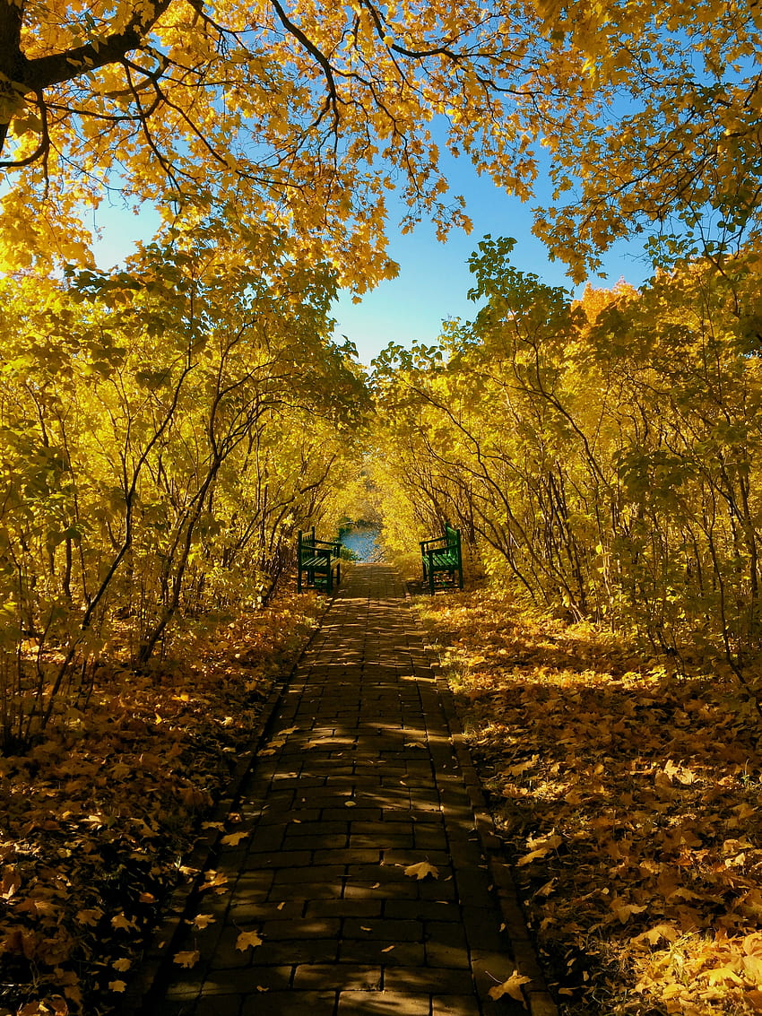 Landscape, Nature, Autumn, Park, Foliage, Benches HD phone wallpaper