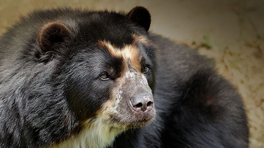 Beruang Andean (Berkacamata). Hewan & Tumbuhan Kebun Binatang San Diego, Beruang Hitam Lucu Wallpaper HD
