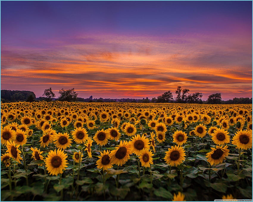 Field Of Sunflowers - Слънчогледово поле, Слънчогледов плаж HD тапет