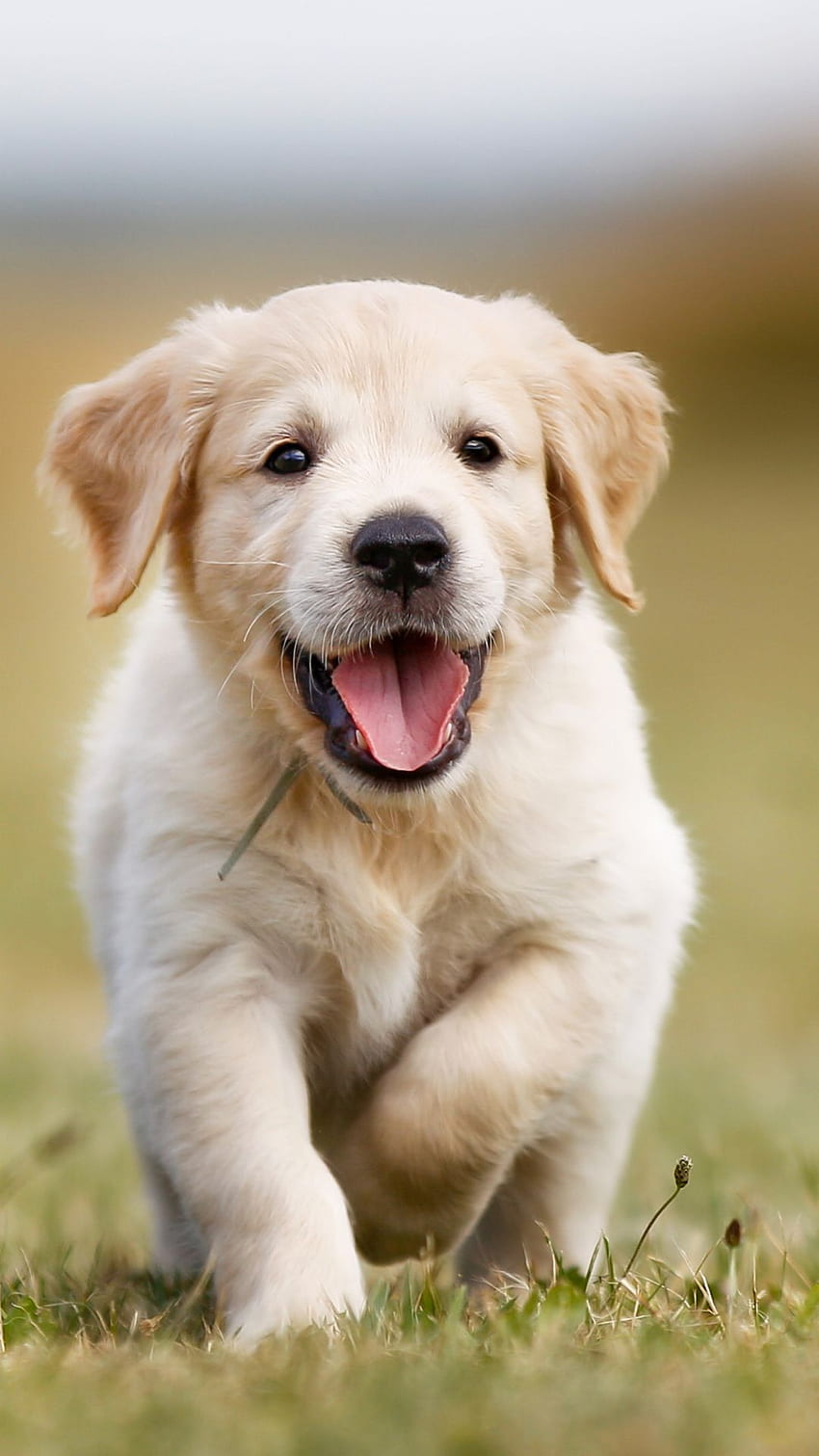 Little puppy, Cute Golden Retriever HD phone wallpaper