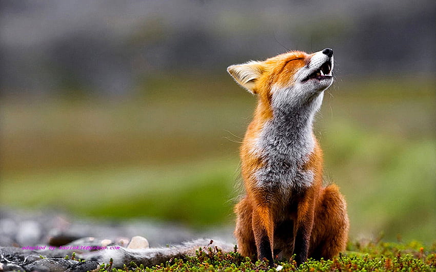 animals, depth of field, foxes HD wallpaper
