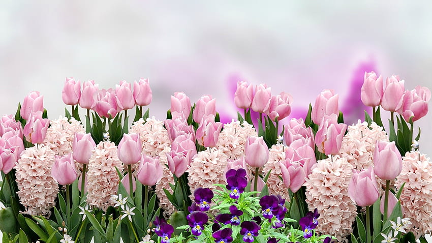 Пролетни цветя, теменужки, лилаво, розово, цветя, лалета, пролет, зюмбюл HD тапет