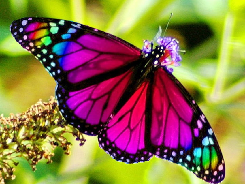 Butterfly on the Flowers, wings, butterfly, animals, flowers, macro HD wallpaper