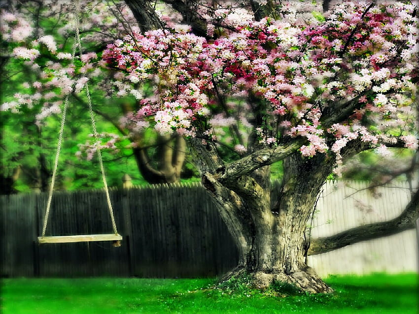 The Peaceful Tree., colors, peaceful, spring, beauty, spring time, fence, trees, blossom, landscape, swing, beautiful, grass, tree, pink, pretty, green, view, nature, pink flowers, flowers, lovely, splendor HD wallpaper