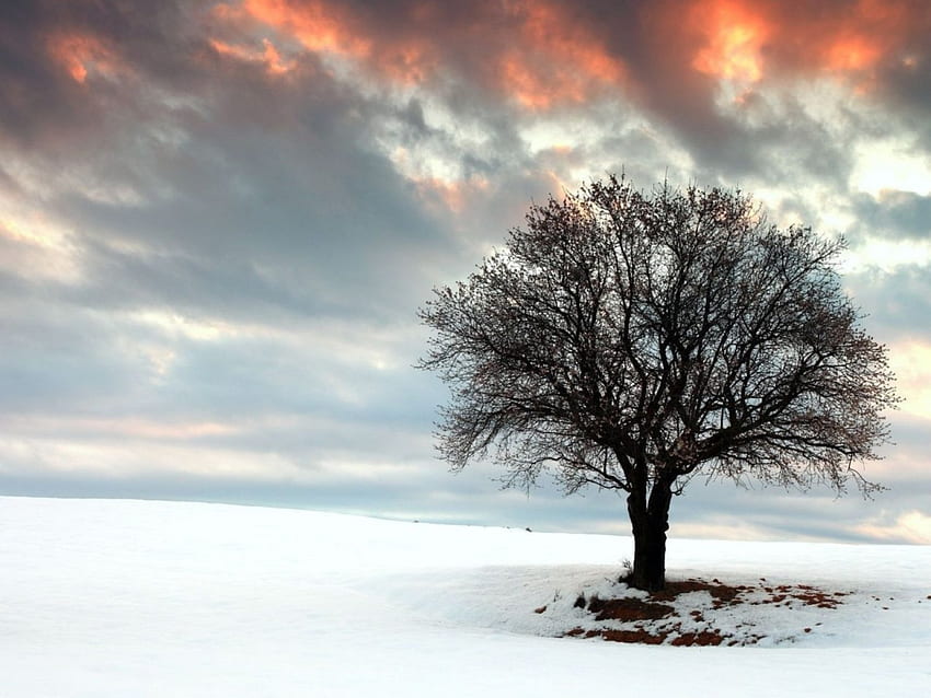 Matahari terbenam di atas Lone Tree di Musim Dingin, musim dingin, lanskap, matahari terbenam, salju, pepohonan, alam Wallpaper HD