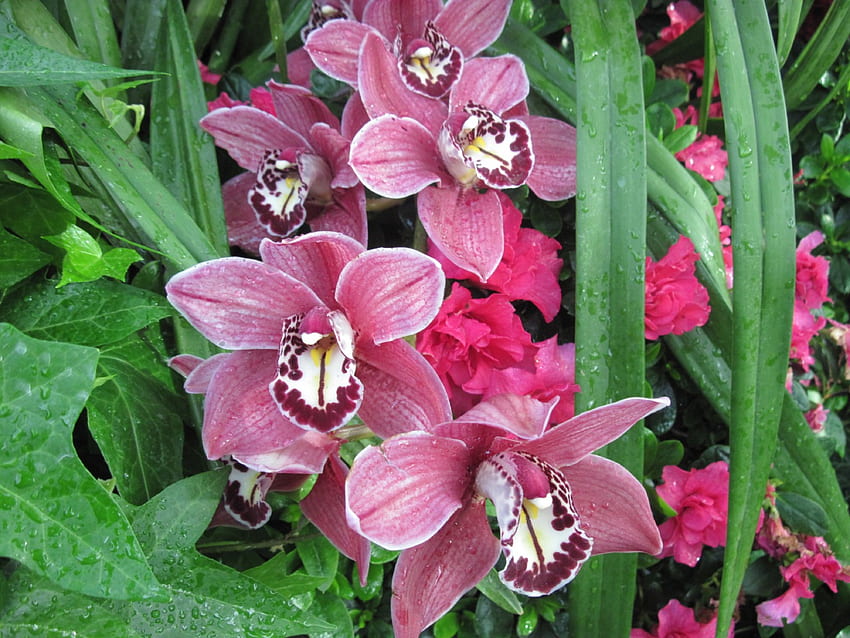 we rebirth in Spring 07 Орхидеи, Зелено, графика, Цветя, градина, Орхидеи, Лилаво HD тапет