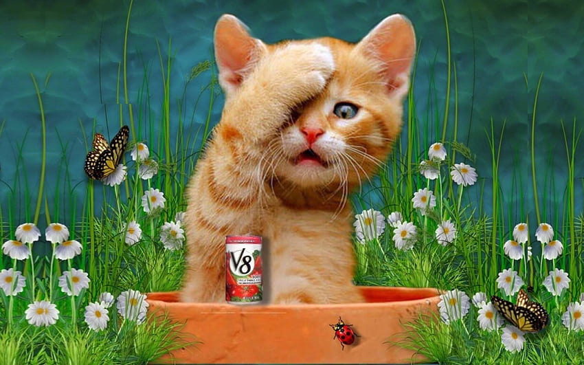 I Could Have Had a V8!, Animals, kitten, sweet, cute, digital art, funny, Cats HD wallpaper