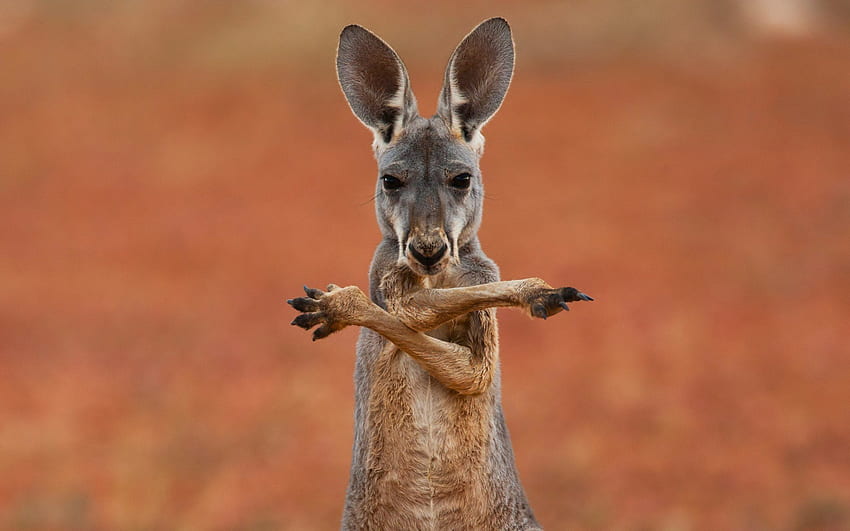 kangaroo australia animals marsupial animal background HD wallpaper