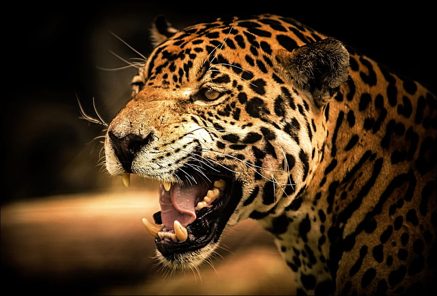 Animali, Leopardo, Sorriso, Muso, Vista, Opinione Sfondo HD