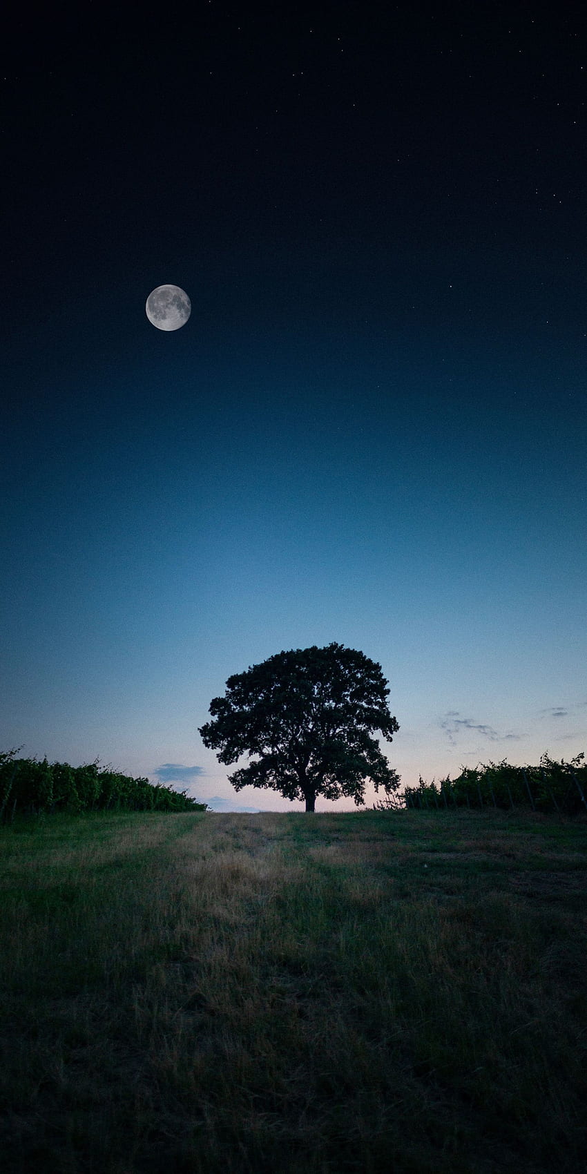 Пейзаж, дърво, вечер. Природа iphone, начален екран на iPhone, земя, Земя 6 HD тапет за телефон