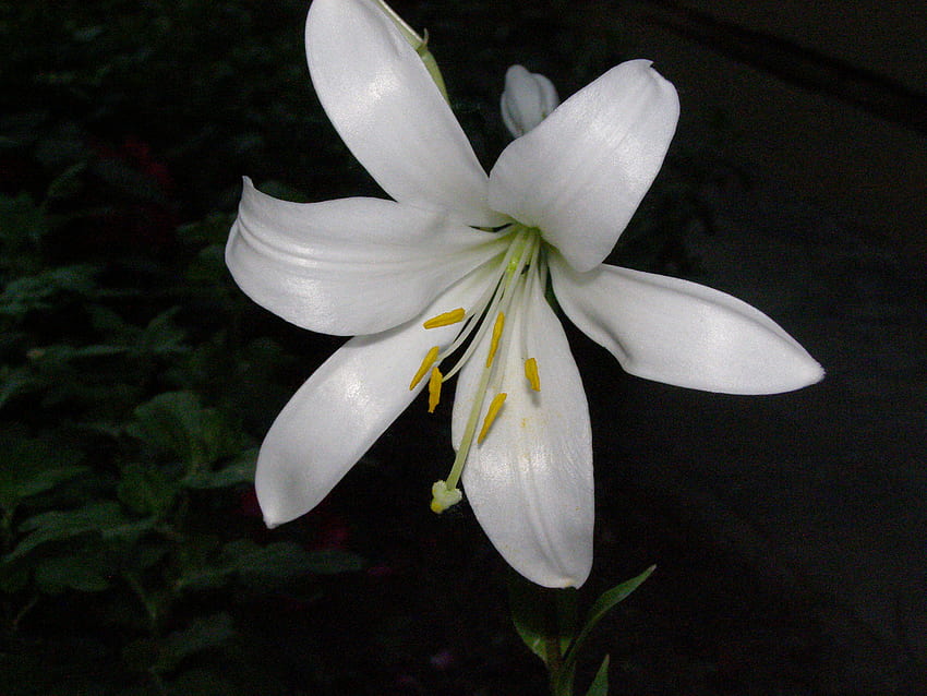white lily, white, flower, lily HD wallpaper
