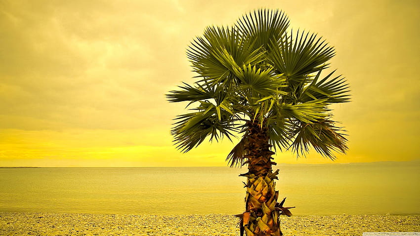 Palm Tree (), 2880x1620 HD wallpaper