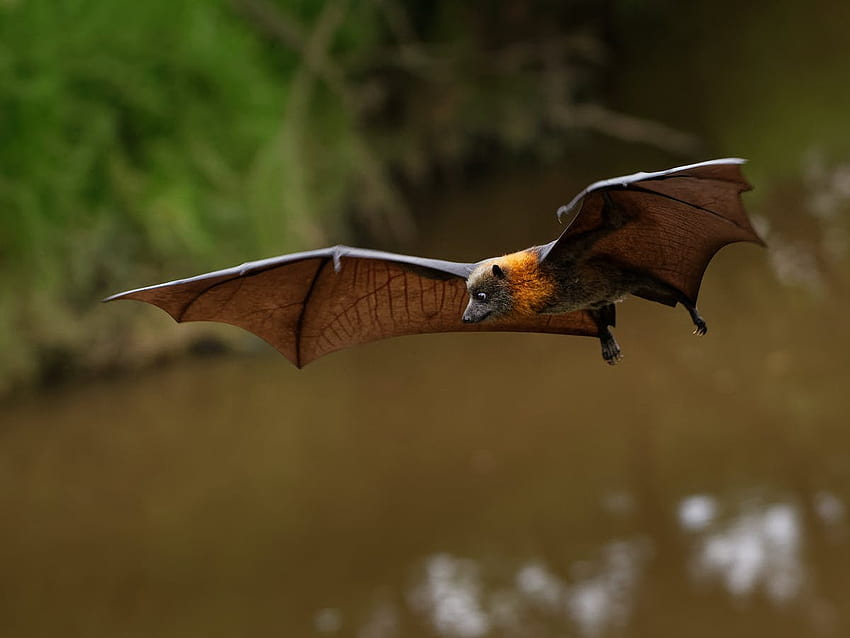 I pipistrelli della frutta sono gli unici pipistrelli che non possono (e non potrebbero mai) usare l'ecolocalizzazione. Ora siamo più vicini a sapere perché, Bats Flying Sfondo HD