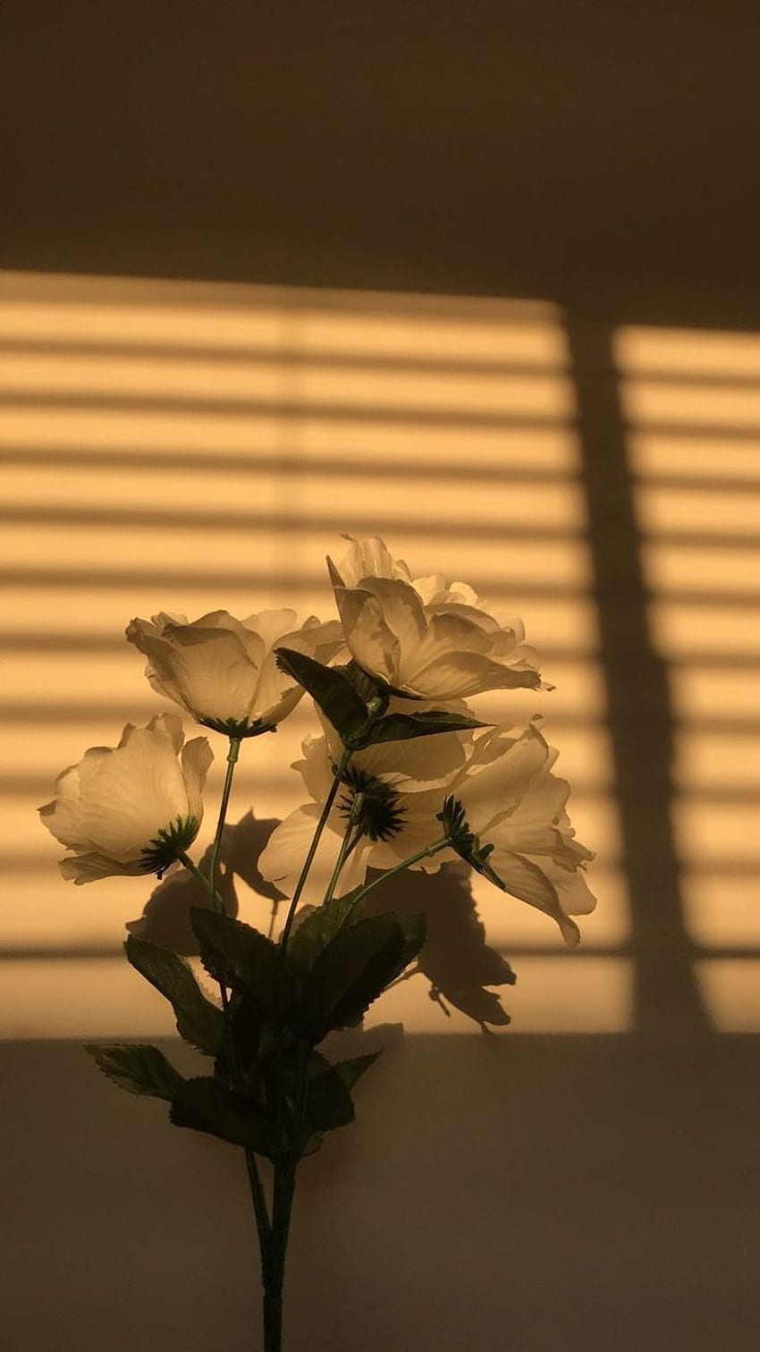 ästhetische Tapeten / lildols in 2020. Plant , Beautiful flowers , Aesthetic, Brown Flower HD phone wallpaper