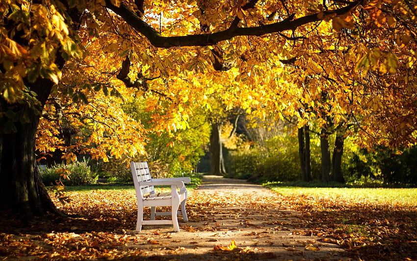 自然, 秋, 公園, 紅葉, ベンチ 高画質の壁紙