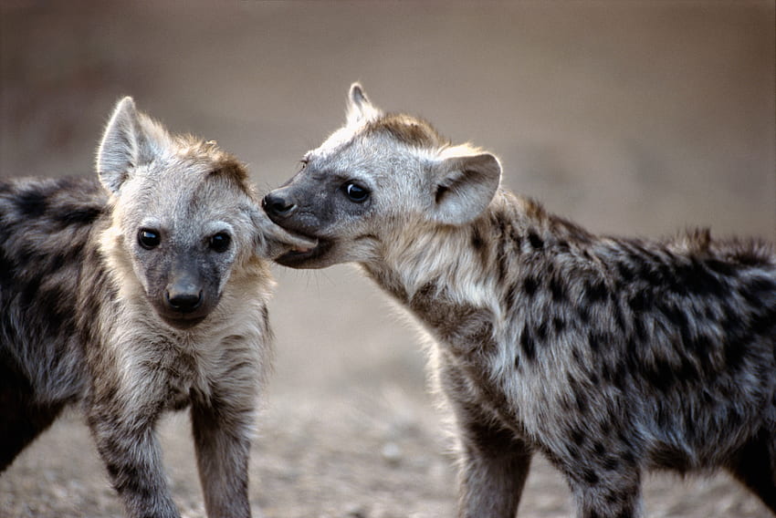 Tiere, Raubtiere, Paar, Paar, Hyänen HD-Hintergrundbild