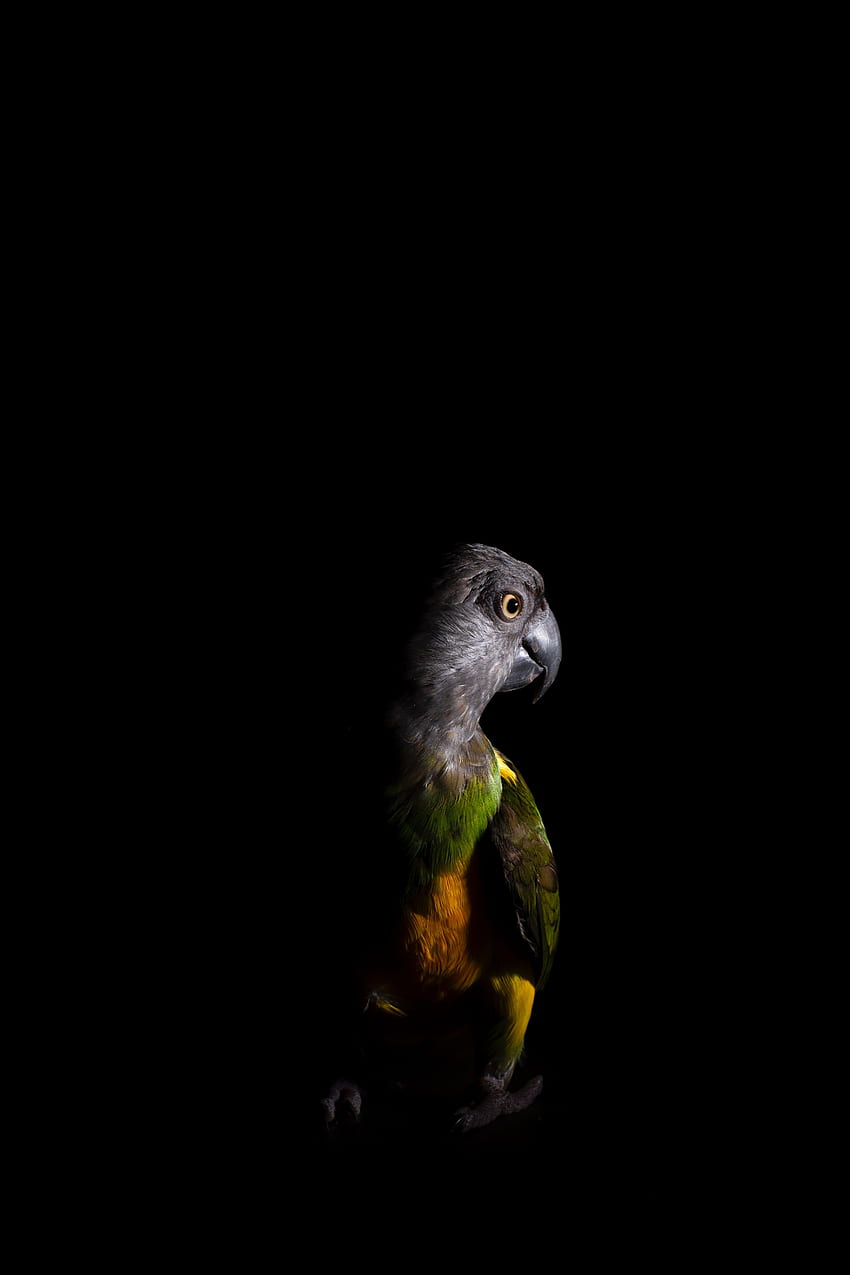 Animals, Parrots, Dark, Bird, Color HD phone wallpaper