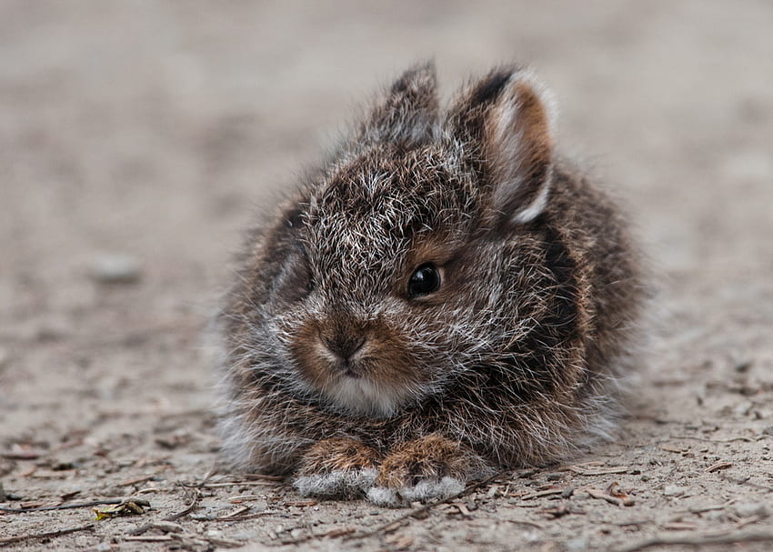 สัตว์ ปุย น่ากลัว ดี ที่รัก กระต่าย กระต่าย วอลล์เปเปอร์ HD