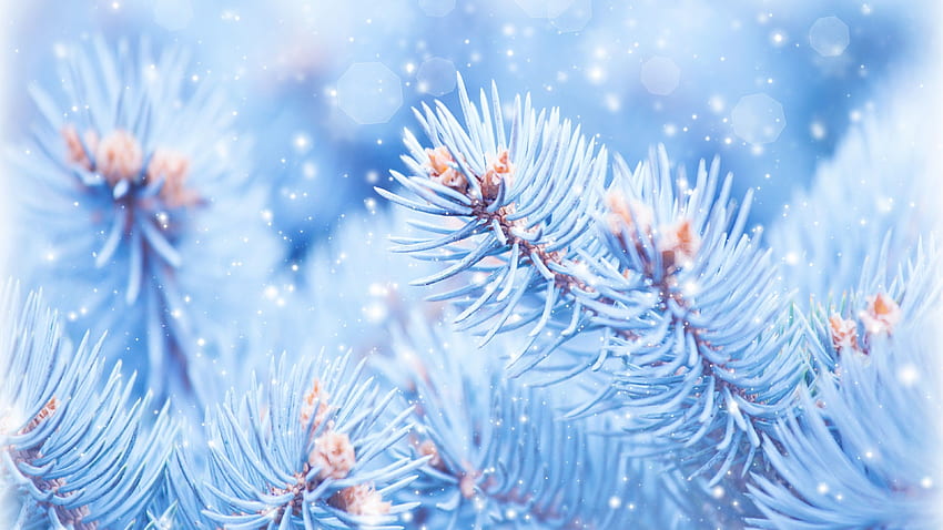 Fir Tree, , , Christmas, Winter, Blue, Nature HD wallpaper | Pxfuel