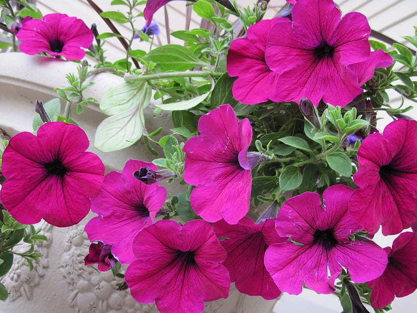 Petunias in my garden, purple, white, Petunia, graphy, green, garden, nature, flowers HD wallpaper