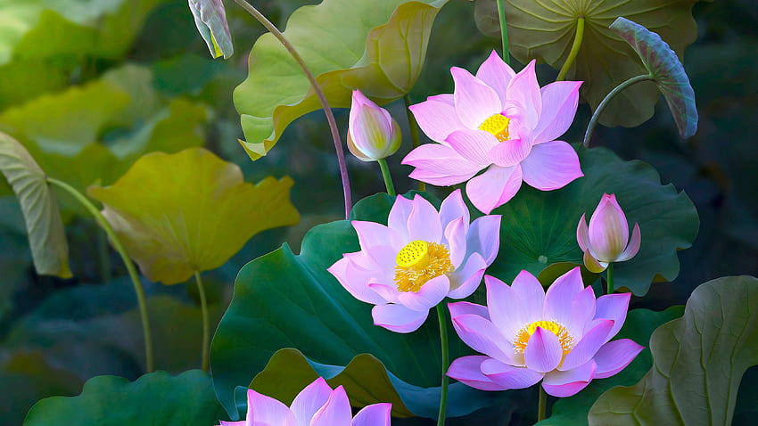Hermoso loto rosa, pintura estilo U fondo de pantalla