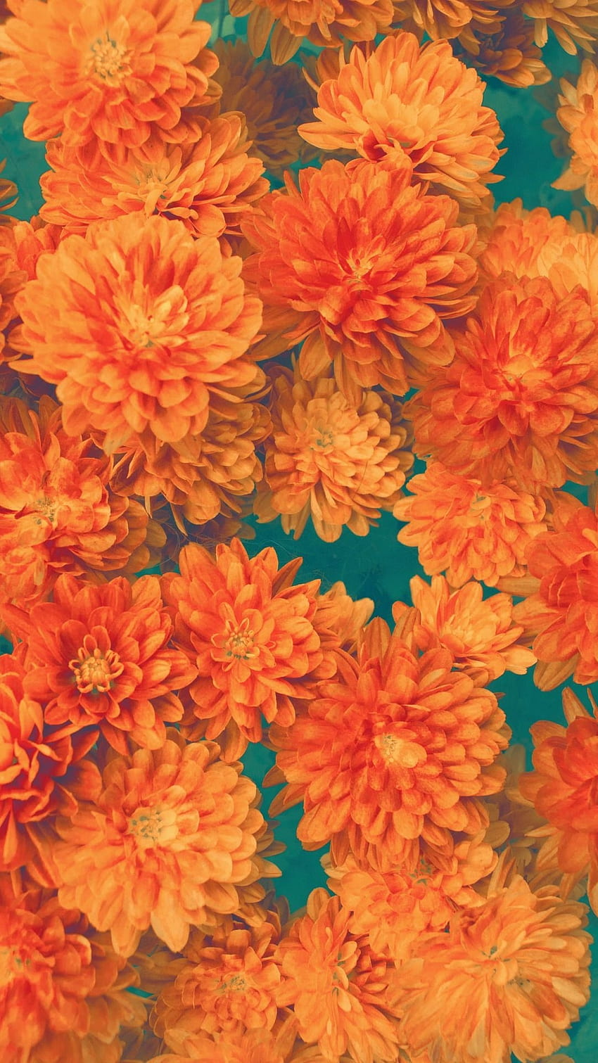 Orange Aesthetic, Marigold HD phone wallpaper