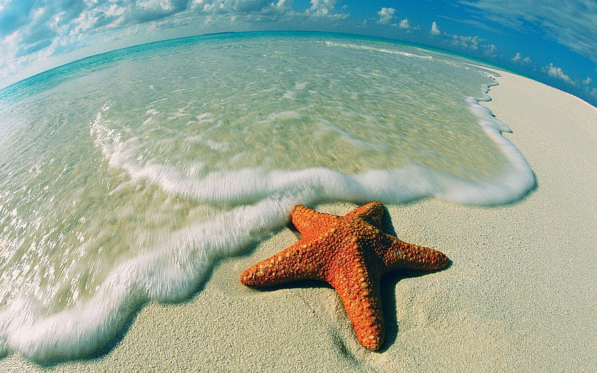 Seastar On Beach Hd Wallpaper Pxfuel