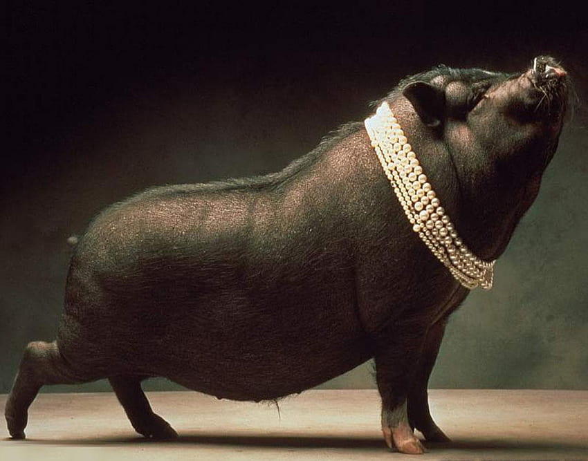 Piggy, cavaliere di maiali Sfondo HD