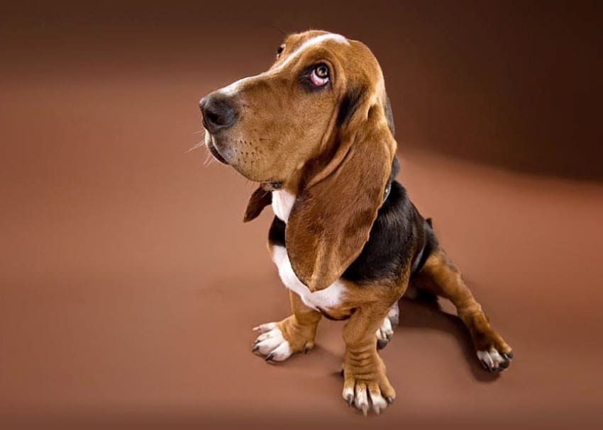 BASSETT, dog, canine, bassett hound HD wallpaper