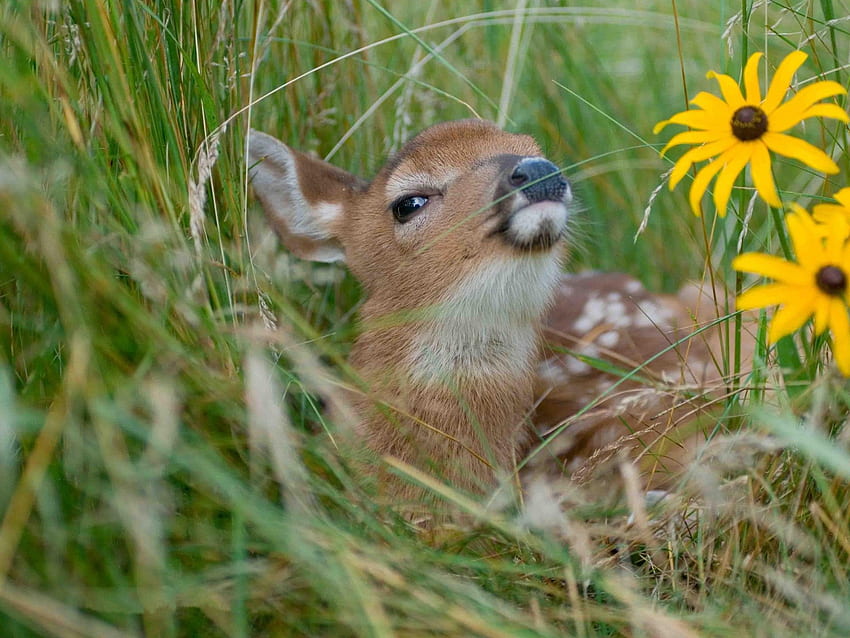 Baby Deer Trawa Rudbeckia Żółte Kwiaty Tapeta HD