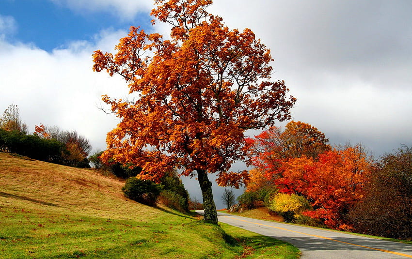 Есенно дърво, есен, красива, страна, хубаво, лято, листа, красива, падат, дървета, есен, път, природа, прекрасен, зеленина HD тапет