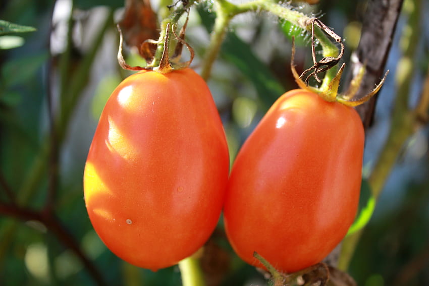 Essen, Zweig, reif, Tomaten HD-Hintergrundbild