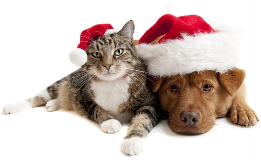 *** Happy Holidays ***, dog, holiday, merry, christmas, wishes, happy, cat HD wallpaper