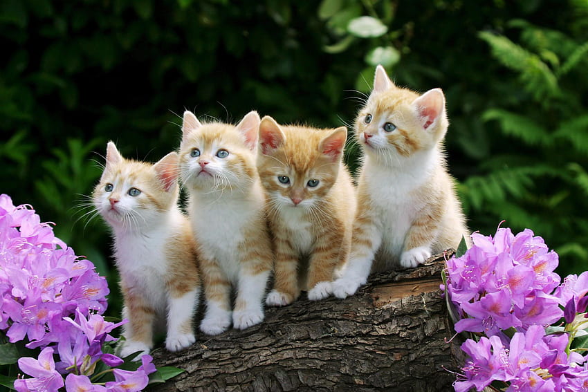 cute baby cats cute baby cats baby cat baby cats [] for your , Mobile & Tablet. Explore Baby Kittens . Cute Kittens HD wallpaper