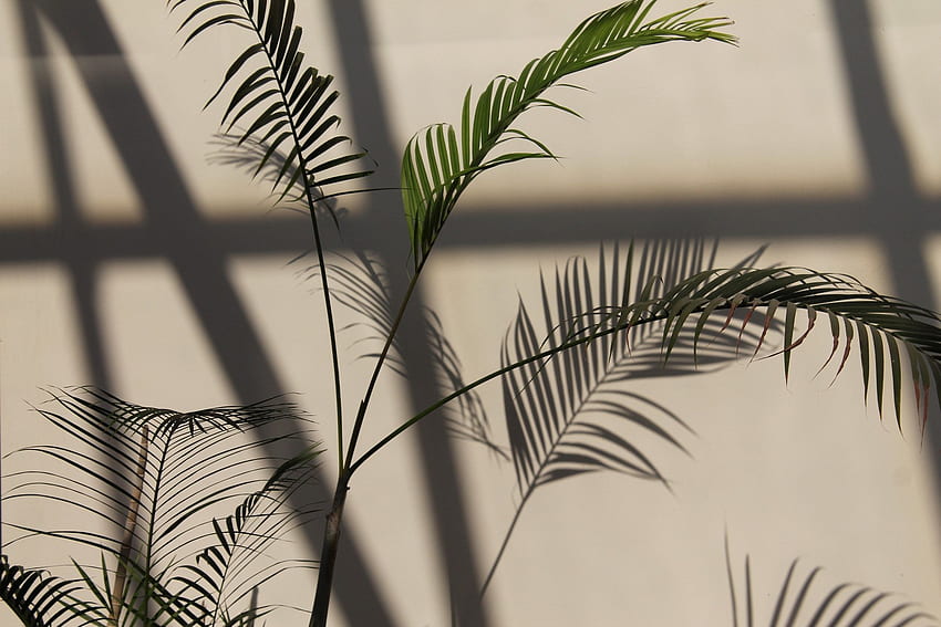 Botanical Plant, Aesthetic Tropical HD wallpaper