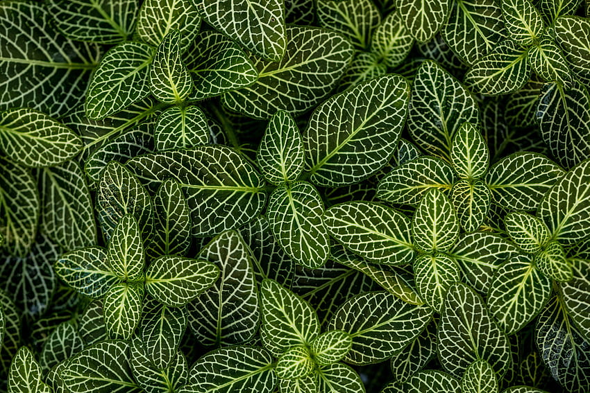 植物、葉、緑、縞模様 高画質の壁紙