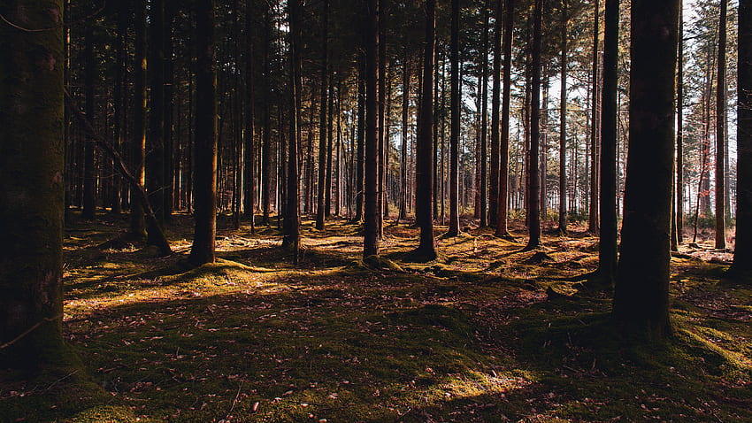 Pine Forest, trees, pine, sunrays, forest HD wallpaper